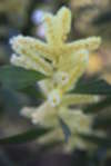 Wattle - Wattle<div style='float: right;'>[2010:08:28 08:39:16] [20100827-CampingGreenPatch 007.jpg]</div>