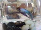 <div style='float: right;'>[2012:02:04 18:33:07] [P1000388.JPG]</div>