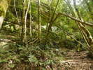 Budawangs 2015 - Wet weekend in the Budawangs<div style='float: right;'>[2015:03:21 11:05:51] [BUDAS-20150321-134.jpg]</div>