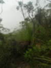 Budawangs 2015 - Wet weekend in the Budawangs<div style='float: right;'>[2015:03:22 08:56:34] [BUDAS-20150322-202.jpg]</div>